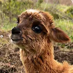 Maridiana Alpaca * Umbertide
