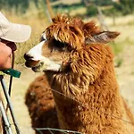 Maridiana Alpaca Bauernhof Umbertide