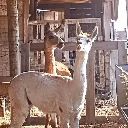 Maridiana Alpaca *