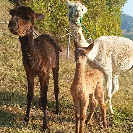 Feriegård Maridiana Alpaca