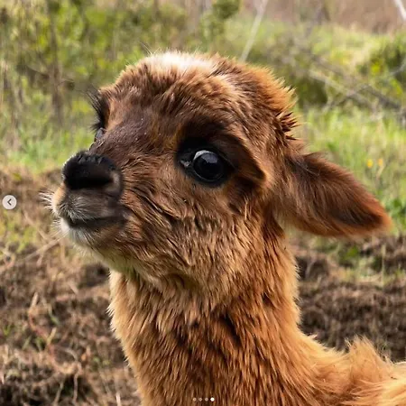 Maridiana Alpaca * Umbertide