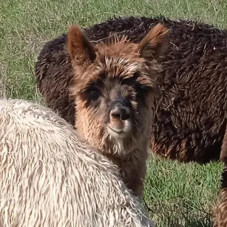 Maridiana Alpaca *