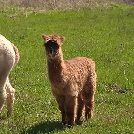 Maridiana Alpaca * Umbertide