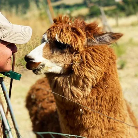 Maridiana Alpaca Feriegård Umbertide