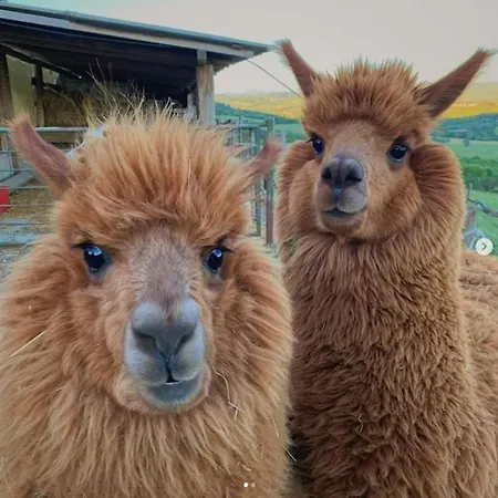 Maridiana Alpaca * Umbertide