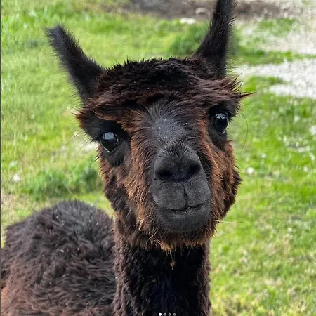 Feriegård Maridiana Alpaca *