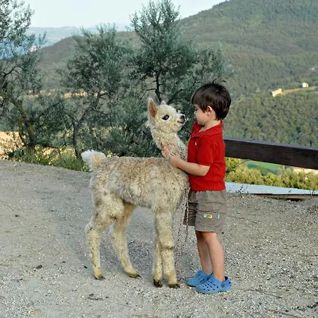 Maridiana Alpaca Umbertide