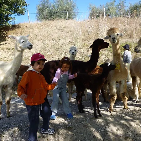 Maridiana Alpaca *